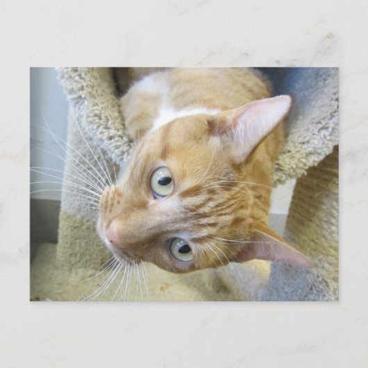 Carte Postale Chat orange et blanc (Devant)