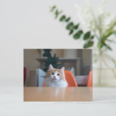 Carte Postale Chat orange et blanc à longs poils (Debout devant)