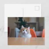 Carte Postale Chat orange et blanc à longs poils (Devant / Derrière)