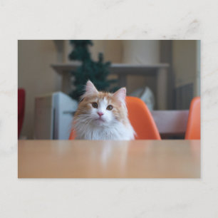 Carte Postale Chat orange et blanc à longs poils