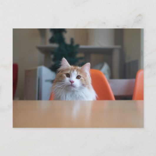 Carte Postale Chat orange et blanc à longs poils (Devant)