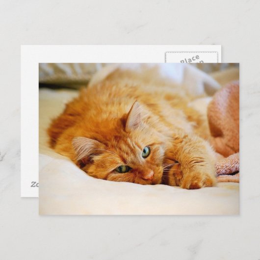 Carte postale Chat orange sucré (Devant / Derrière)