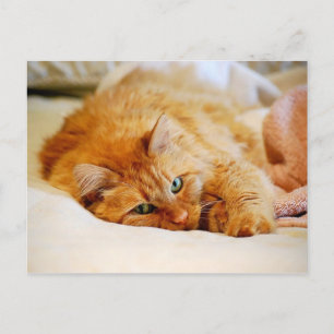 Carte postale Chat orange sucré