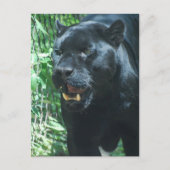 Carte postale Chat Panther Noir (Devant)