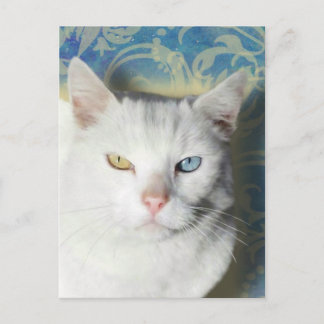 Carte Postale Chat - Patrick le Chat Blanc