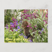 Carte Postale Chat perplexe ! (Devant)