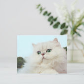 Carte Postale Chat Persan aux Yeux de Jade (Debout devant)