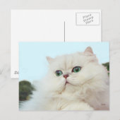 Carte Postale Chat Persan aux Yeux de Jade (Devant / Derrière)
