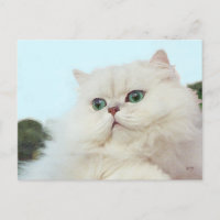 Chat Persan aux Yeux de Jade