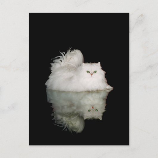 Carte Postale Chat Persan aux Yeux Vert Jade (Devant)