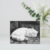 Carte Postale Chat persan blanc endormi (Debout devant)