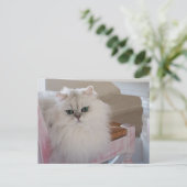 Carte Postale Chat Persan blanc sur une chaise rose (Debout devant)
