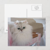 Carte Postale Chat Persan blanc sur une chaise rose (Devant / Derrière)