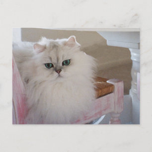 Carte Postale Chat Persan blanc sur une chaise rose
