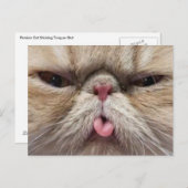 Carte Postale Chat persan collant la langue (Devant / Derrière)