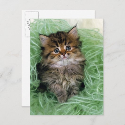 Carte Postale Chat persan ; est une des races les plus anciennes (Devant / Derrière)