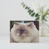 Carte Postale Chat Persan Himalayen (Debout devant)