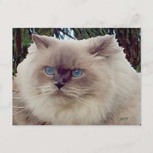 Carte Postale Chat Persan Himalayen (Devant)