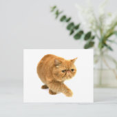 Carte Postale Chat perse (Debout devant)