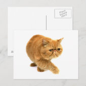 Carte Postale Chat perse (Devant / Derrière)