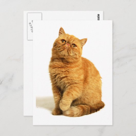 Carte Postale Chat perse (Devant / Derrière)