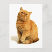 Carte Postale Chat perse (Devant)