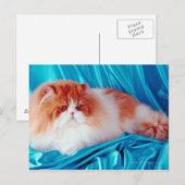 Carte Postale Chat perse (Devant / Derrière)