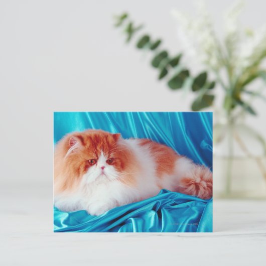 Carte Postale Chat perse (Debout devant)