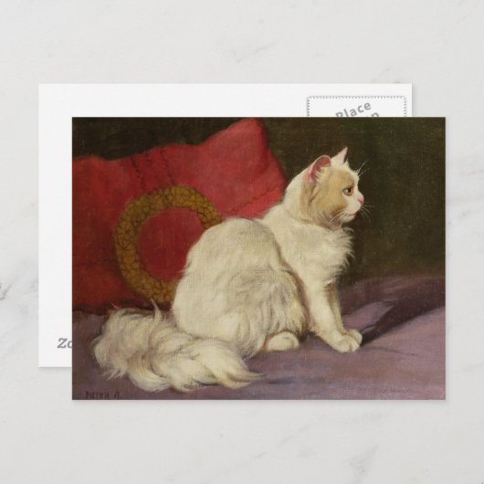 Carte Postale Chat perse blanc (Devant / Derrière)