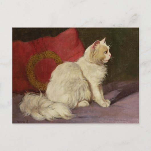Carte Postale Chat perse blanc (Devant)
