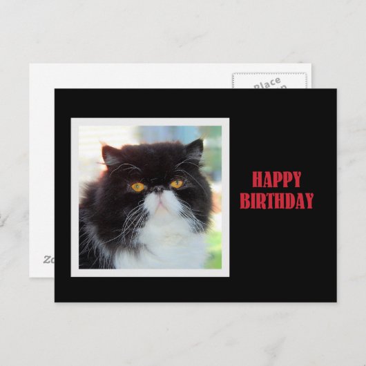 Carte Postale Chat perse Joyeux anniversaire (Devant / Derrière)