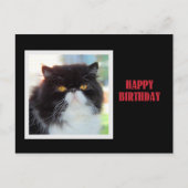 Carte Postale Chat perse Joyeux anniversaire (Devant)