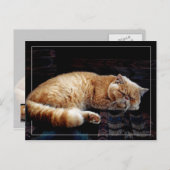 Carte Postale Chat perse orange dormant (Devant / Derrière)