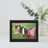 Carte Postale Chat pirate (Debout devant)