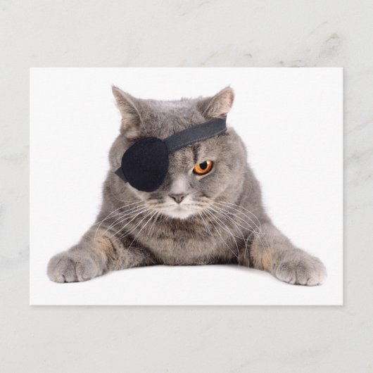 Carte Postale Chat pirate (Devant)