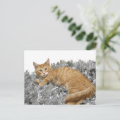 Carte Postale Chat Qui est-ce ? (Debout devant)