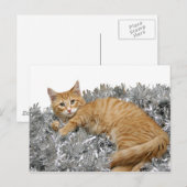 Carte Postale Chat Qui est-ce ? (Devant / Derrière)