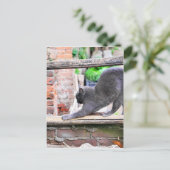 Carte Postale Chat qui s'étire (Debout devant)
