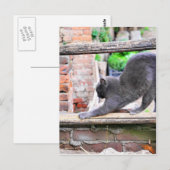 Carte Postale Chat qui s'étire (Devant / Derrière)