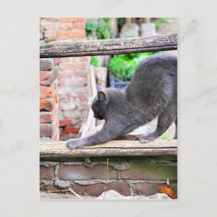 Carte Postale Chat qui s'étire