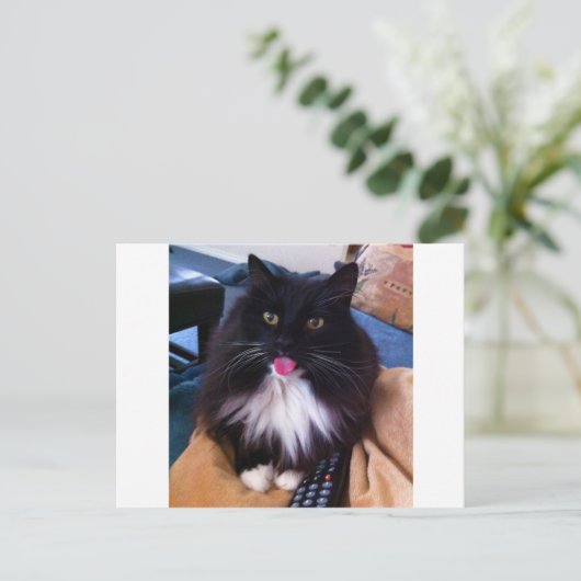 Carte Postale Chat qui sort la langue (Debout devant)
