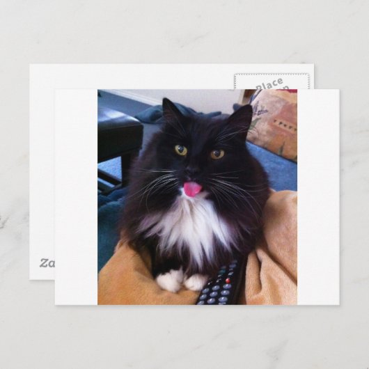 Carte Postale Chat qui sort la langue (Devant / Derrière)