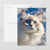 Carte postale Chat Ragdoll (Devant / Derrière)
