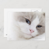 Carte Postale Chat Ragdoll (Devant / Derrière)