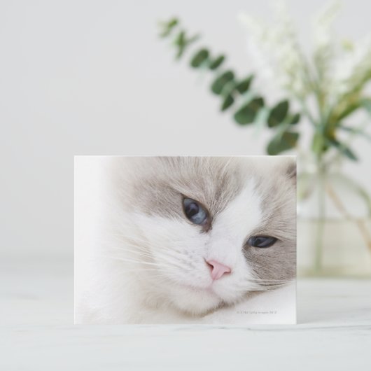Carte Postale Chat Ragdoll (Debout devant)