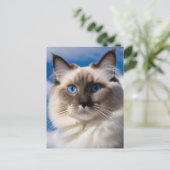 Carte postale Chat Ragdoll (Debout devant)