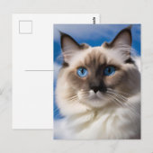Carte postale Chat Ragdoll (Devant / Derrière)