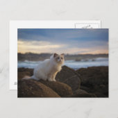Carte Postale Chat Ragdoll À La Plage (Devant / Derrière)