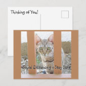 Carte postale - Chat rayé distanciation sociale (Devant / Derrière)