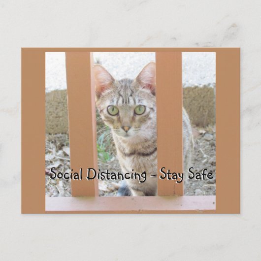Carte postale - Chat rayé distanciation sociale (Devant)